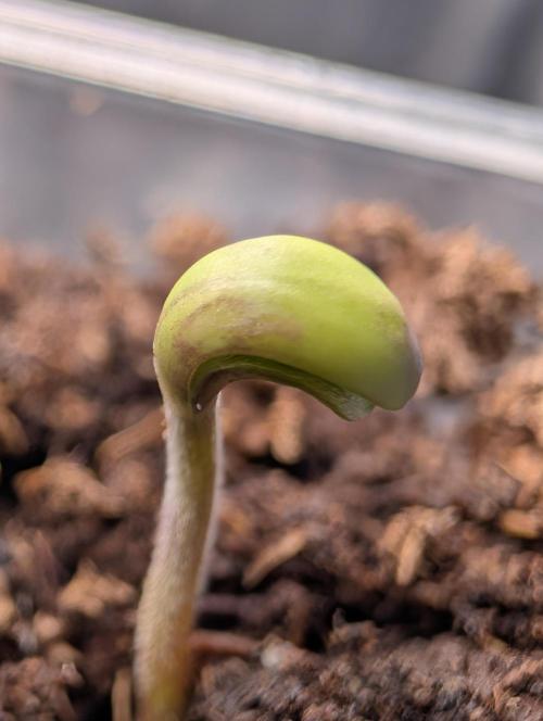 Guava Runtz Auto. Week 1