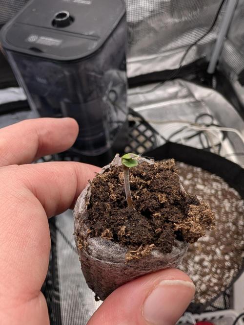 Guava Runtz Auto. Week 1