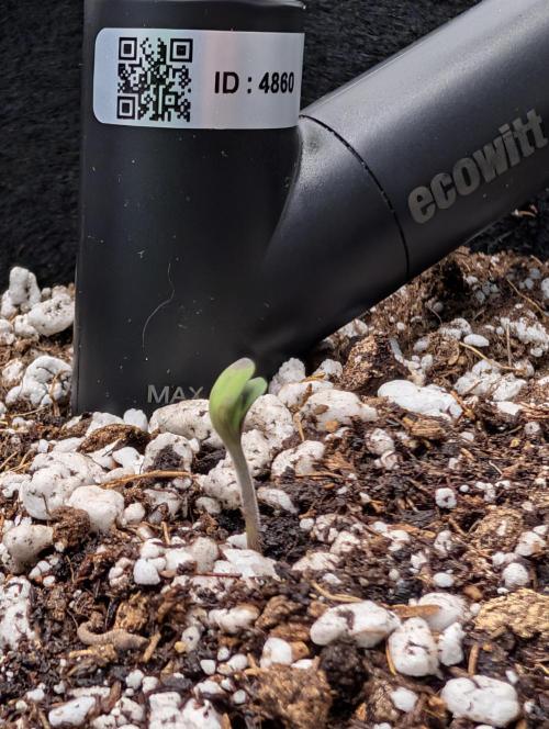 Guava Runtz Auto. Week 1