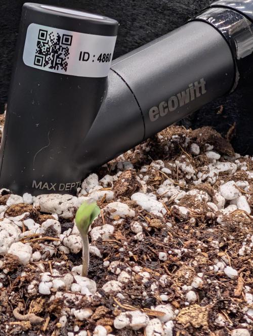 Guava Runtz Auto. Week 1