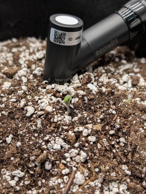 Guava Runtz Auto. Week 1