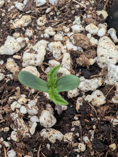 Guava Runtz Auto. Week 1