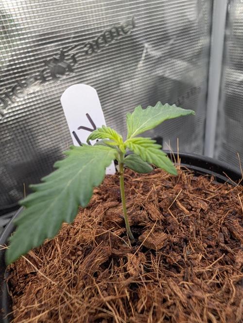 Melonade K. Week 1