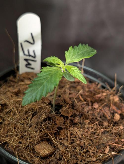 Melonade K. Week 1
