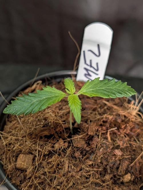 Melonade K. Week 1