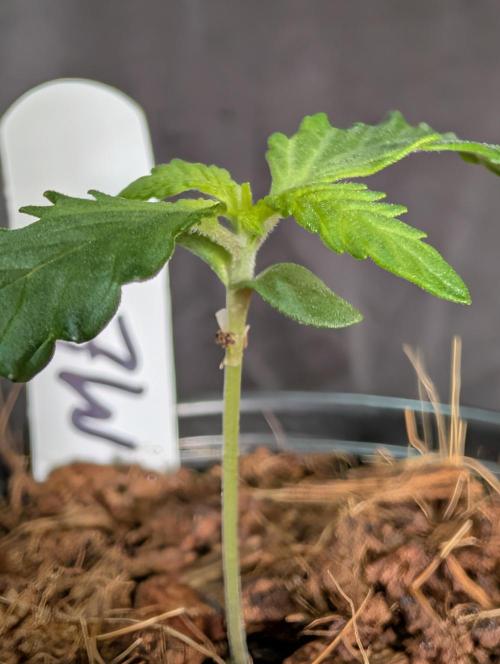 Melonade K. Week 1