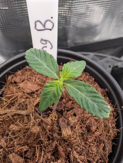 Buster of Lungs. Week 1