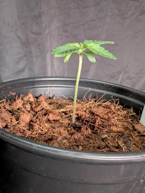 Buster of Lungs. Week 1