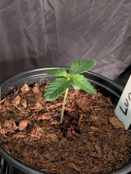 Buster of Lungs. Week 1