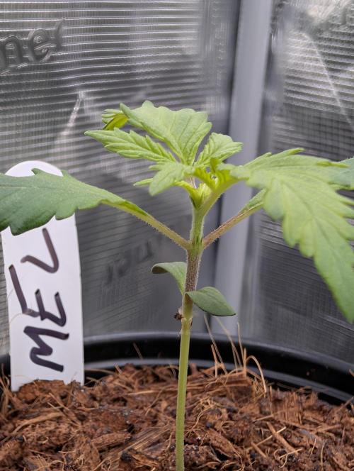 Melonade K. Week 2