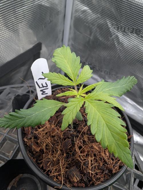 Melonade K. Week 2