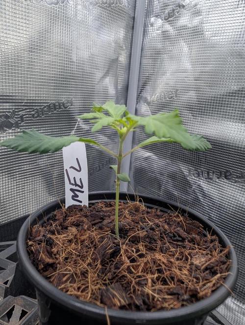 Melonade K. Week 2