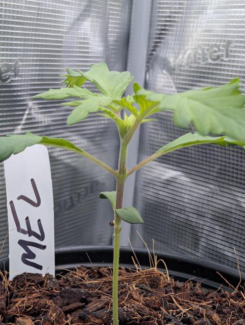 Melonade K. Week 2