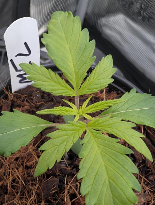 Melonade K. Week 2