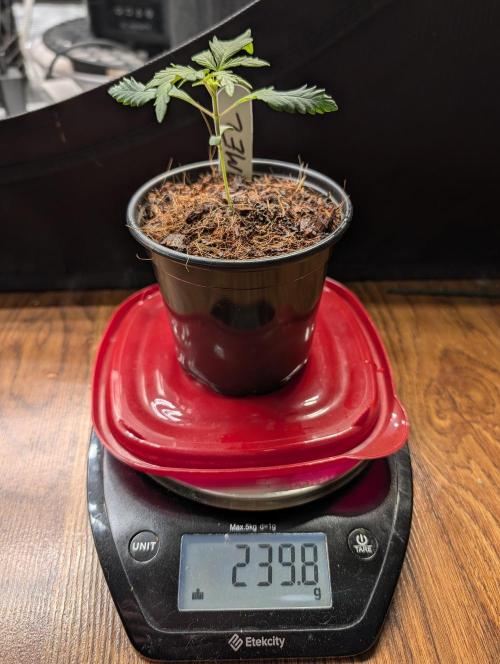Melonade K. Week 2