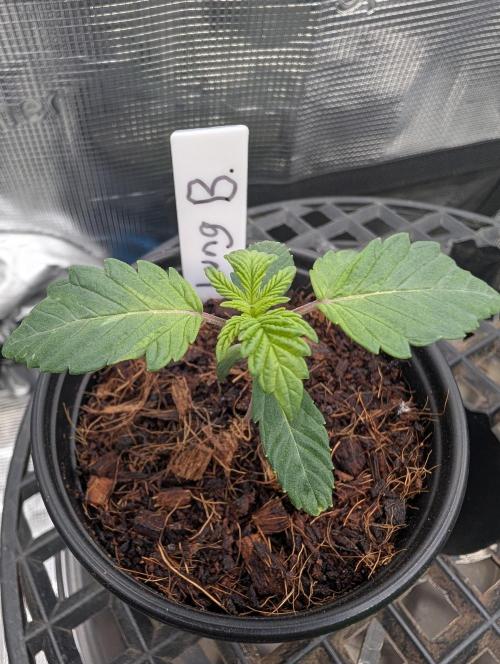 Buster of Lungs. Week 2