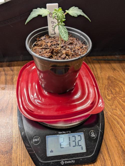 Buster of Lungs. Week 2