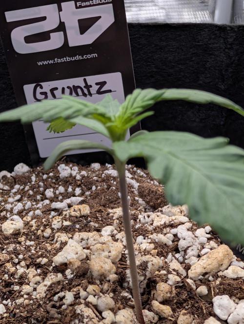 Guava Runtz Auto. Week 2