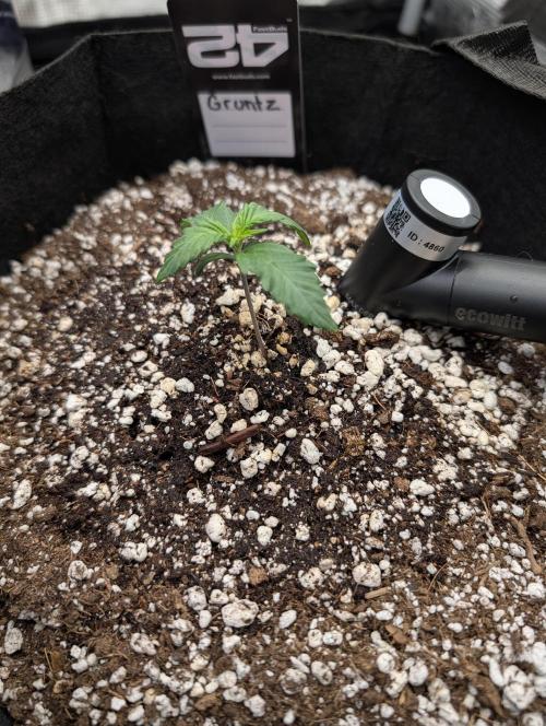 Guava Runtz Auto. Week 2