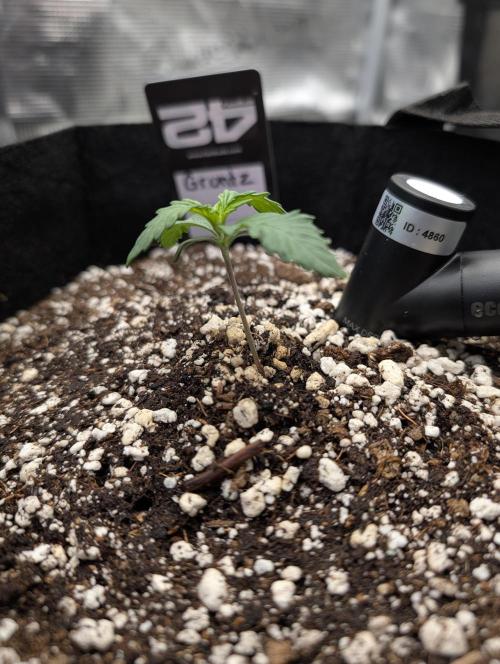 Guava Runtz Auto. Week 2