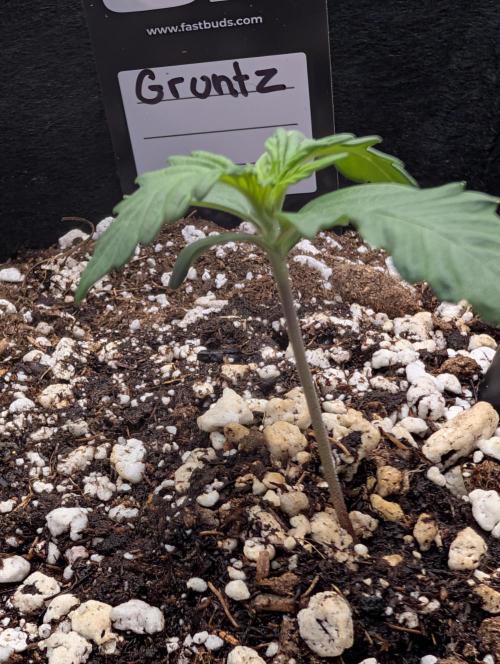 Guava Runtz Auto. Week 2