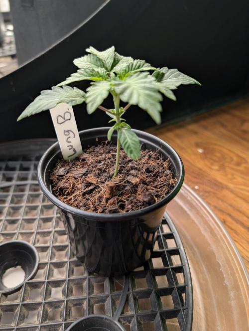 Buster of Lungs. Week 3