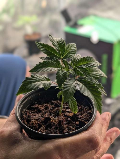 Buster of Lungs. Week 3