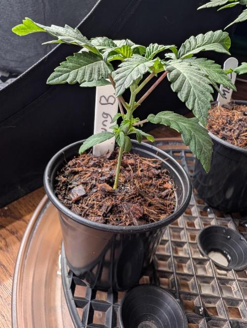 Buster of Lungs. Week 3