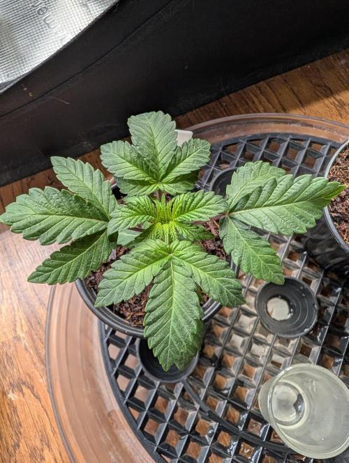 Buster of Lungs. Week 3