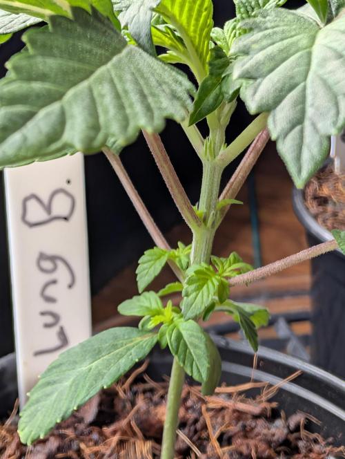 Buster of Lungs. Week 3