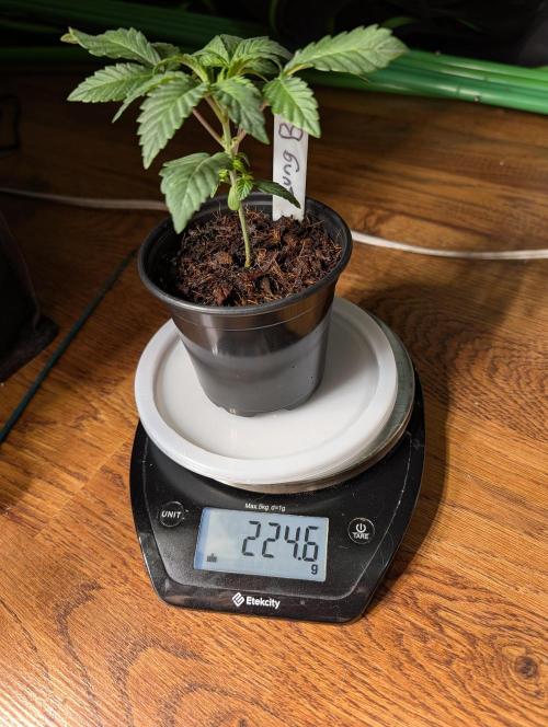 Buster of Lungs. Week 3