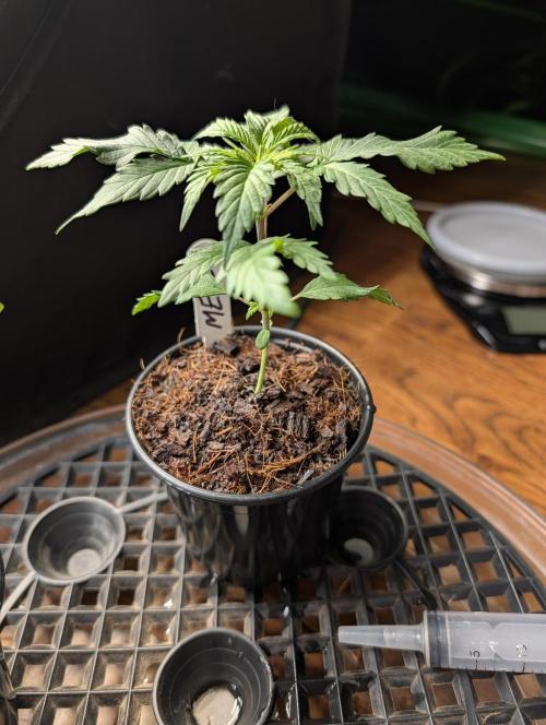 Melonade K. Week 3
