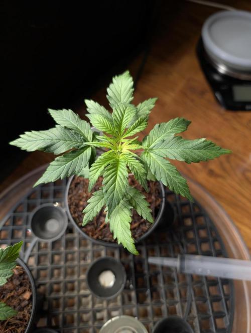 Melonade K. Week 3