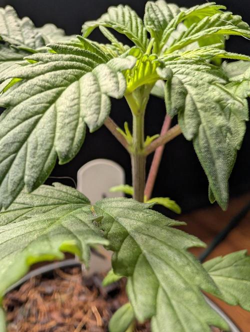 Melonade K. Week 3