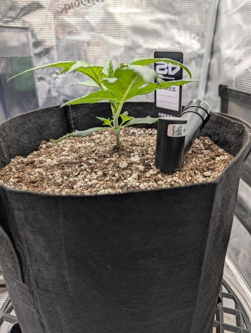 Guava Runtz Auto. Week 3