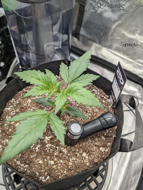 Guava Runtz Auto. Week 3