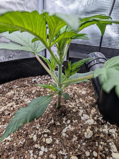 Guava Runtz Auto. Week 3