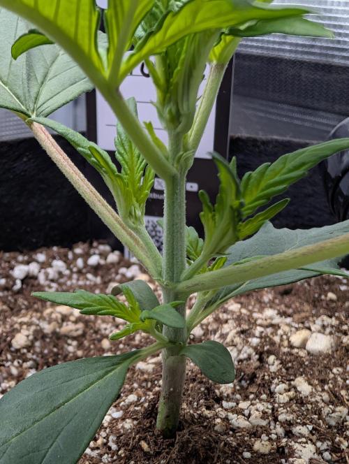 Guava Runtz Auto. Week 3