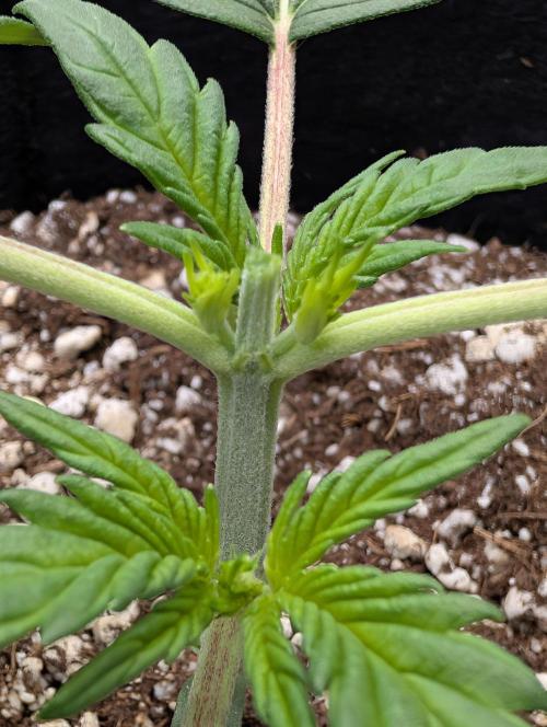 Guava Runtz Auto. Week 3