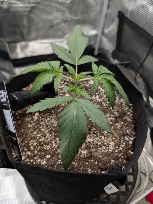 Guava Runtz Auto. Week 3