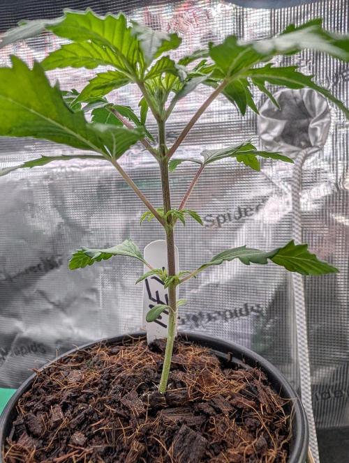 Melonade K. Week 3