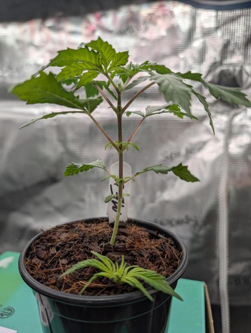Melonade K. Week 3