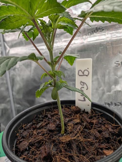 Buster of Lungs. Week 3