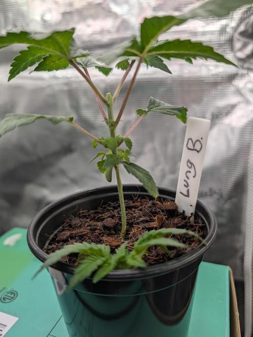 Buster of Lungs. Week 3