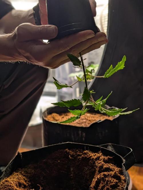 Melonade K. Week 4