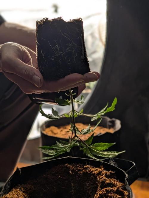 Melonade K. Week 4