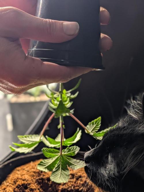 Melonade K. Week 4