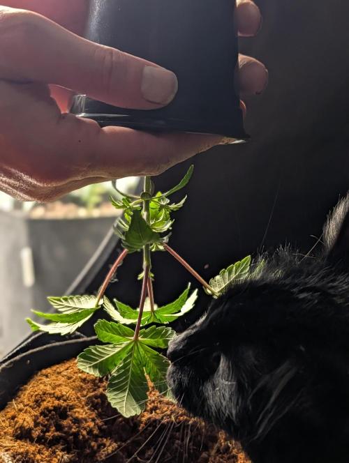 Melonade K. Week 4