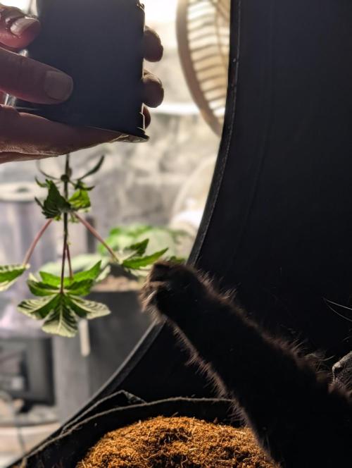 Melonade K. Week 4