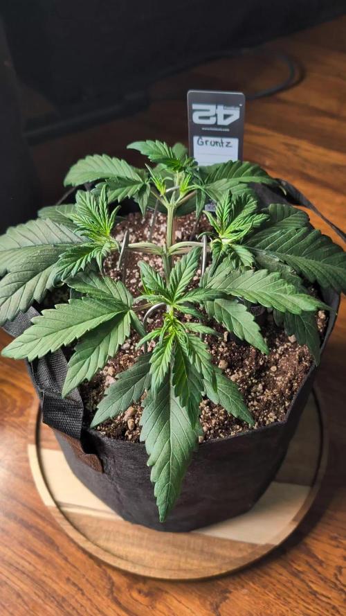 Guava Runtz Auto